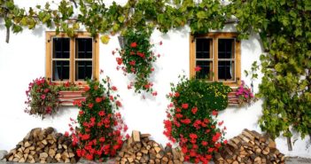 Piante grasse rampicanti: quali scegliere per il proprio giardino? piante grasse rampicanti