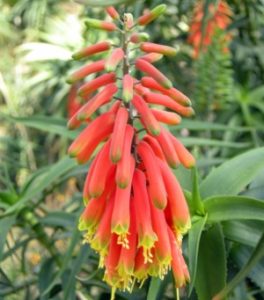 piante rampicanti aloe ciliaris