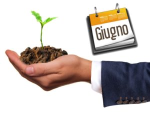 cosa piantare a giugno