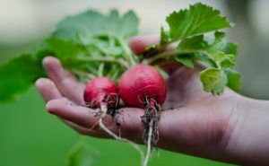 cosa piantare a settembre nell'orto ravanelli