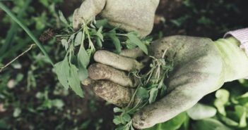 Come eliminare le erbacce infestanti erbacce infestanti giardino