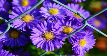 I migliori 10 fiori autunnali da coltivare fiori autunnali 1