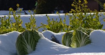Orto in inverno: come prendersene cura? orto in inverno