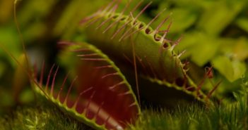 Piante carnivore: come prendersene cura