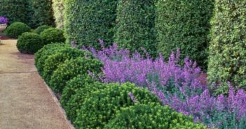 Dry Garden: cos’è e come funziona il “giardino senz’acqua” Dry Garden