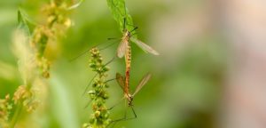 giardino senza zanzare piante rimedi