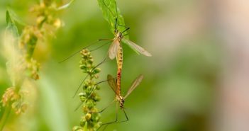 Giardini senza zanzare: le piante e i rimedi migliori giardino senza zanzare piante rimedi