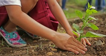Giardinaggio per principianti: come iniziare? giardinaggio per principianti