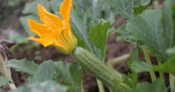 Come coltivare le zucchine nel modo corretto