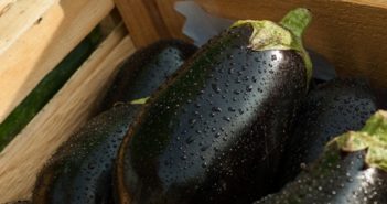 Come coltivare le melanzane: dalla semina alla raccolta come coltivare le melanzane