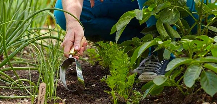 terreno per il giardinaggio