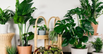 Piante per l’home gardening: le più gettonate del 2019 Piante per l'home gardening