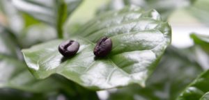 come usare i fondi di caffè in giardino e nell'orto