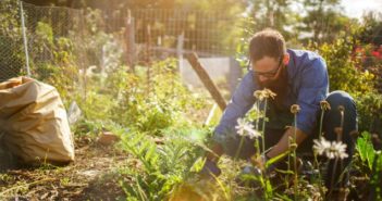 I rischi del giardinaggio: come proteggersi da insetti, sole e dolori alla schiena rischi del giardinaggio