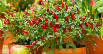 Peperoncino in vaso: come coltivarlo peperoncino in vaso